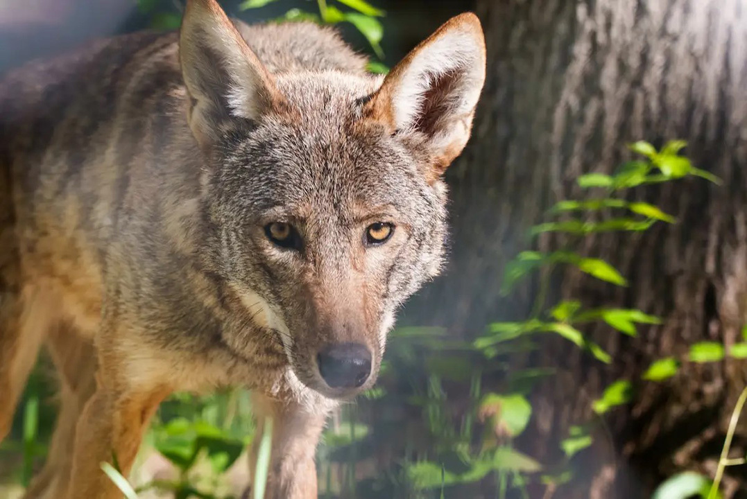 PresidentialRedWolf